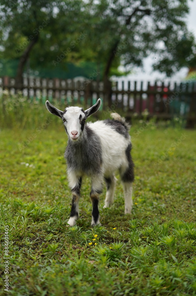 Obraz premium Goat, chickens in the village, farm, friends, child in the village, domestic animals, in the village, goats grazing on a tether in nature, in the garden, kid goats, farm, grass, wild goats, sky, lands