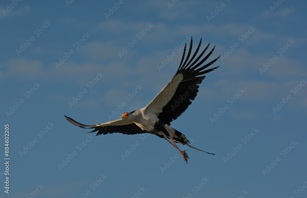 Fototapeta premium Secretary Bird in Fliight