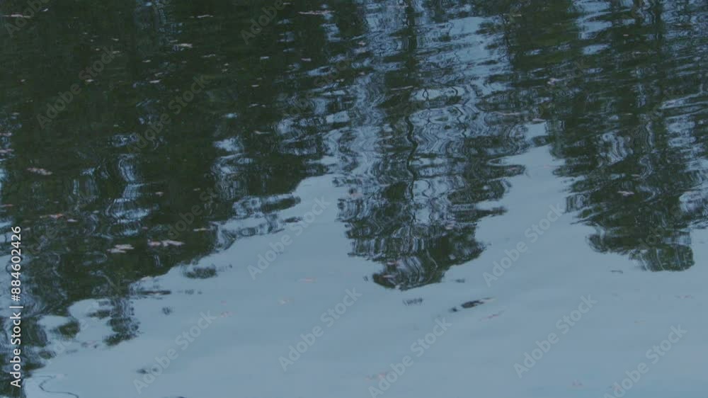 Reflection of trees in the water. The water is calm and still. The trees are tall and green Reflection of trees in the water. The water is calm and still. The trees are tall and green