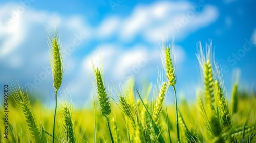 Bright and vibrant field of green wheat against a clear blue sky with white clouds. Perfect for nature lovers and agriculture-themed projects. Beautifully captures the essence of summer days. AI