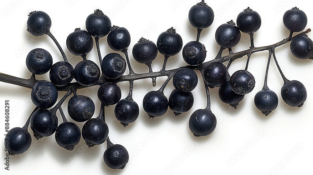 A close-up of a branch filled with succulent berries and water droplets adorning their tips A close-up of a branch filled with succulent berries and water droplets adorning their tips