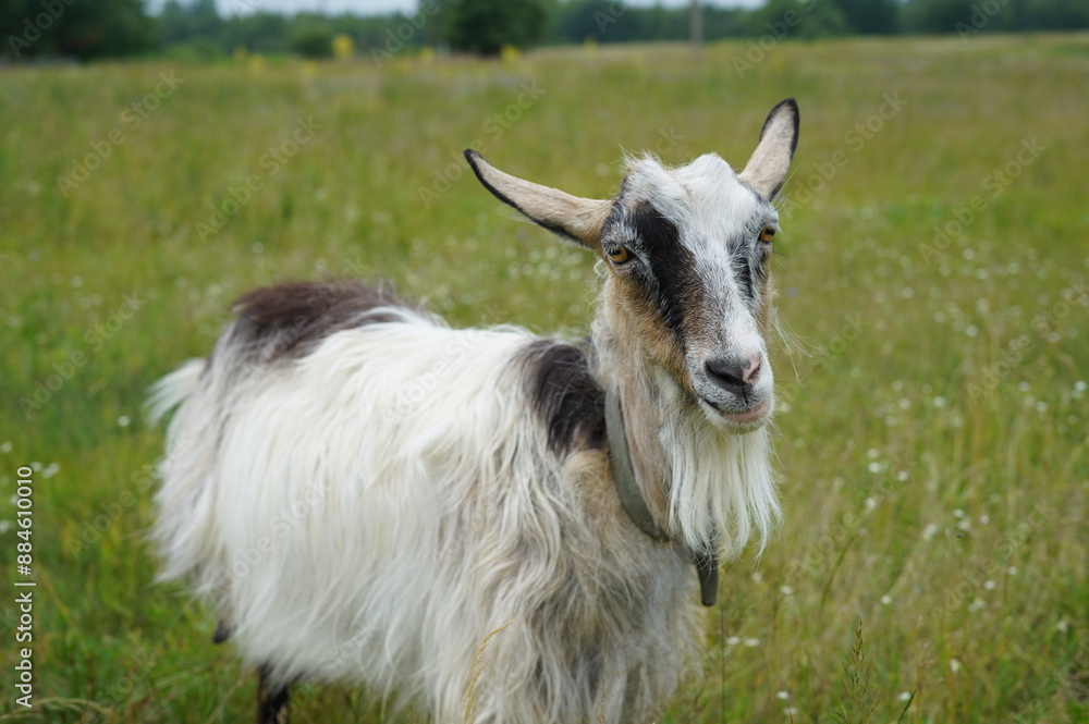 Goat, goats in nature, domestic animals, in the village, goats grazing on a tether in nature, in the garden, kid goats, farm, grass, wild goats, sky, landscape, nature, green, summer, cloud, land, hor Goat, goats in nature, domestic animals, in the village, goats grazing on a tether in nature, in the garden, kid goats, farm, grass, wild goats, sky, landscape, nature, green, summer, cloud, land, hor