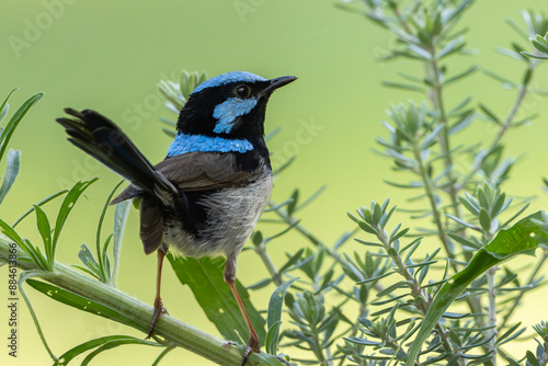 A male Superb Fairywren perched 
