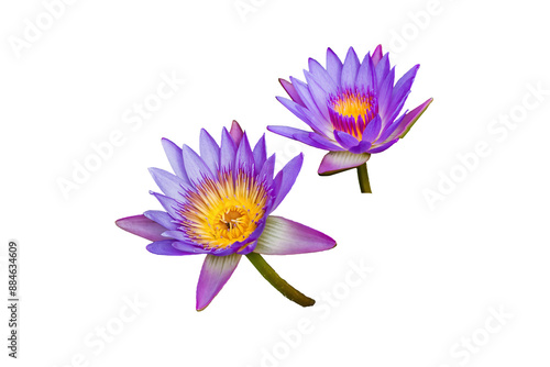 Foto The Panama Pacific Tropical Water Lily isolated