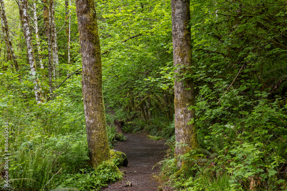 Obraz premium Path through the trees