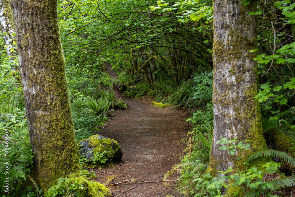 Obraz premium Path through the trees
