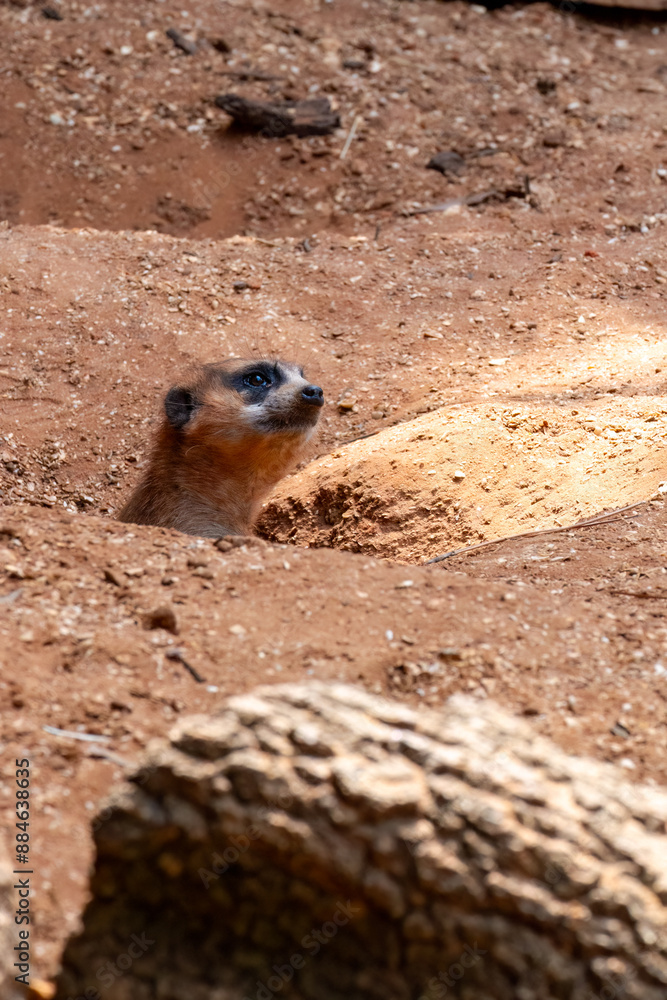 Meerkat Peering Out of Burrow at the Brevard Zoo in Melbourne, Florida Meerkat Peering Out of Burrow at the Brevard Zoo in Melbourne, Florida