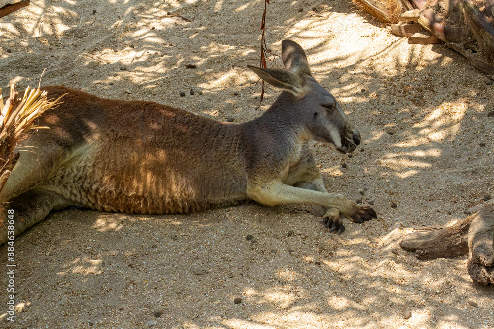Naklejka premium Kangaroo at the Brevard Zoo in Melbourne, Florida