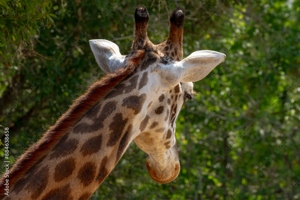 Obraz premium Giraffe at the Brevard Zoo in Melbourne, Florida