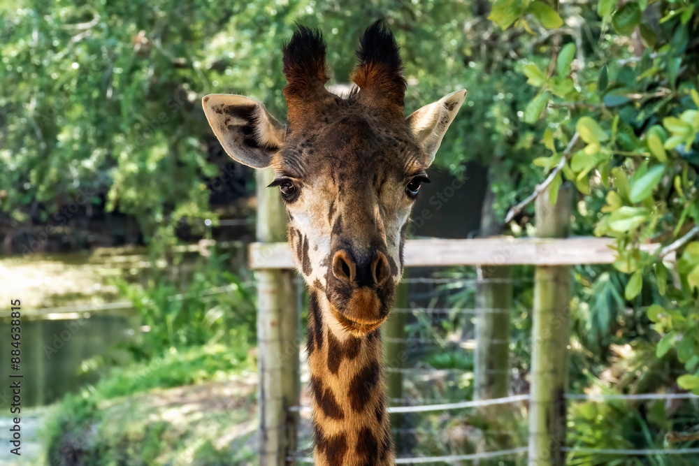 Giraffe at the Brevard Zoo in Melbourne, Florida Giraffe at the Brevard Zoo in Melbourne, Florida