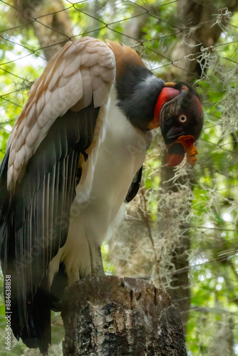 King Vulture at the Brevard Zoo photo