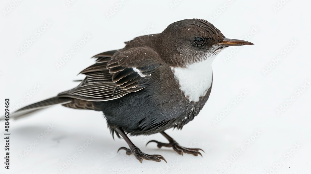 White-throated dipper standing on snow-covered surface with brown and white chest White-throated dipper standing on snow-covered surface with brown and white chest