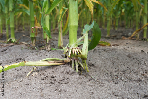 Closeup of a brace root of a cornstalk in a cornfield