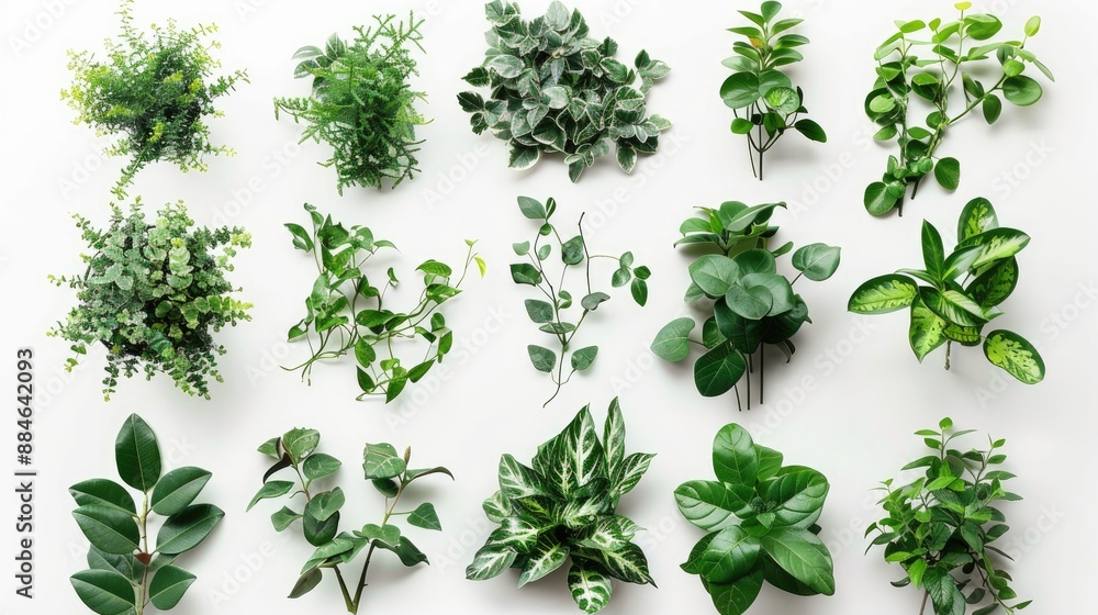 Obraz premium Collection of isolated green plants on white backdrop