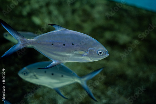 Close up shot of Trachinotus baillonii or small spotted dart fishes in Mauritius island photo