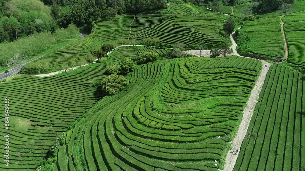 Aerial view of tea plantations of São Miguel island, Azores archipelago, Portugal Aerial view of tea plantations of São Miguel island, Azores archipelago, Portugal