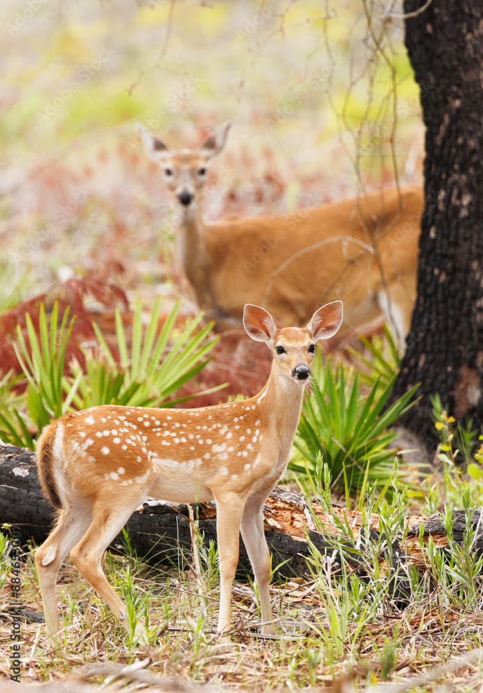 Obraz premium A cute baby deer (fawn). White-tailed deer (Odocoileus virginianus) in the Little Manatee River area, Florida.