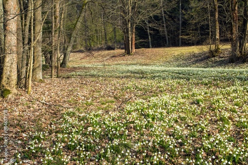 Wallpaper Mural spring snowflakes flowers in latin leucojum vernum Torontodigital.ca