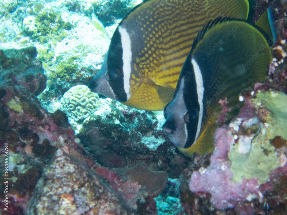 Pair of Oriental Butterflyfish Pair of Oriental Butterflyfish