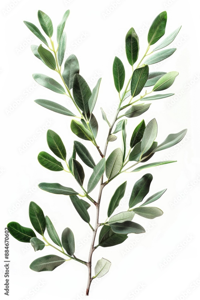 A close-up of a plant with green leaves growing on a white background, ideal for use in still life photography or botanical illustrations A close-up of a plant with green leaves growing on a white background, ideal for use in still life photography or botanical illustrations