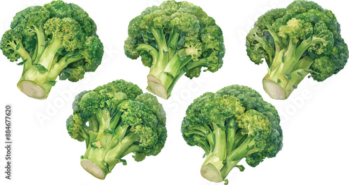 broccoli watercolor clipart