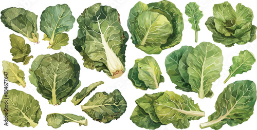 collard green watercolor clipart