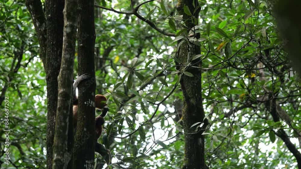 Long Nose monkey with baby. Proboscis monkey baby playing in mangrove tree. Female proboscis monkey (Nasalis larvatus) with her baby in a natural habitat in rainforest of Borneo Island
Long Nose monkey with baby. Proboscis monkey baby playing in mangrove tree. Female proboscis monkey (Nasalis larvatus) with her baby in a natural habitat in rainforest of Borneo Island