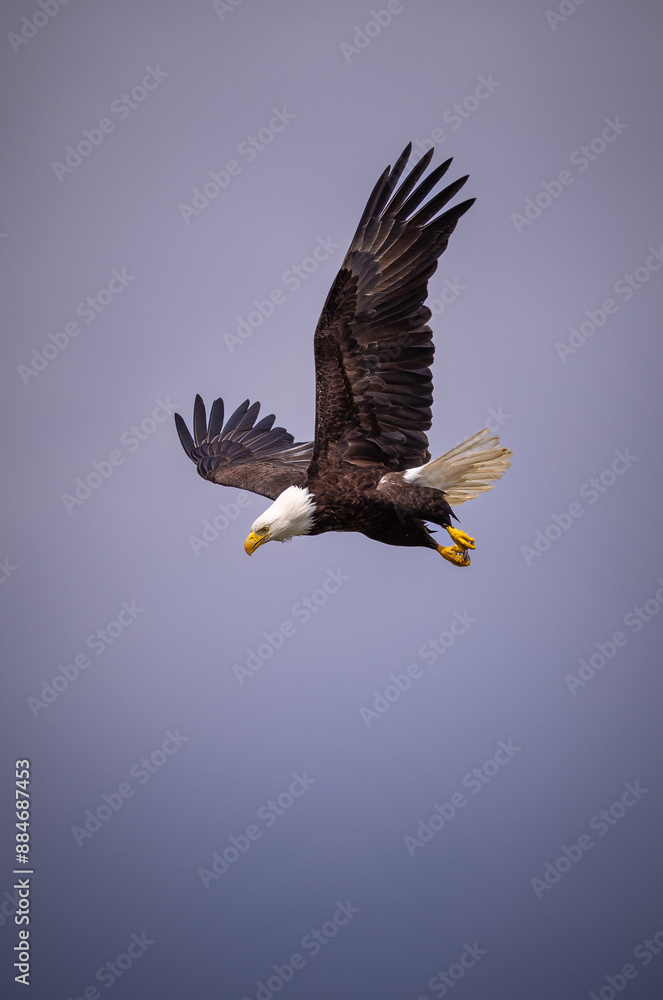 Fototapeta premium American bald eagle ready to dive