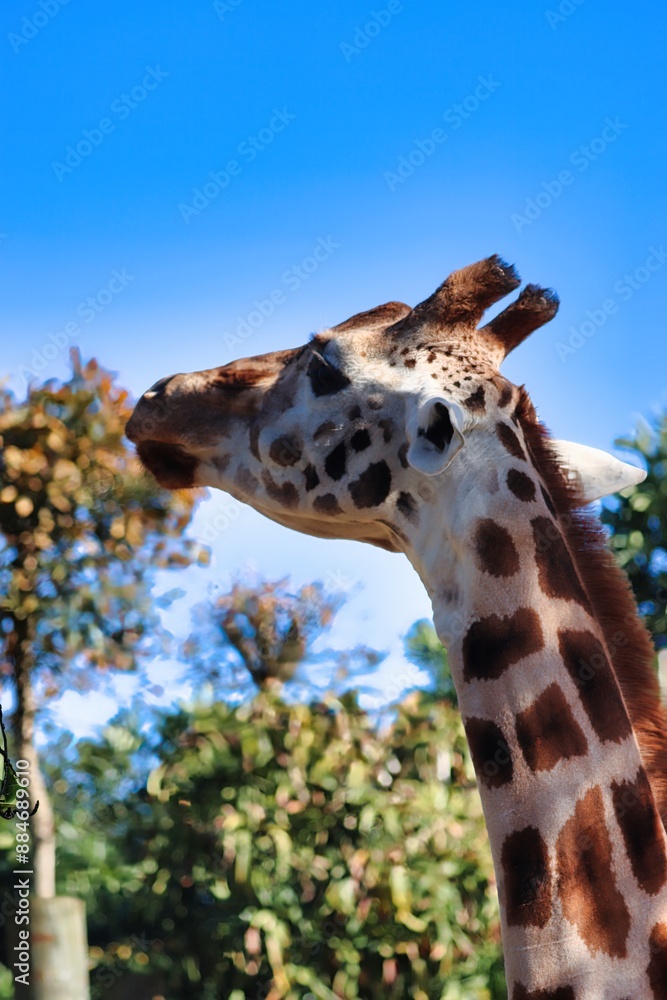 African Safari African Safari