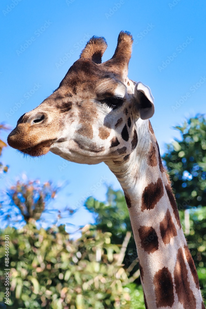 Naklejka premium African Safari