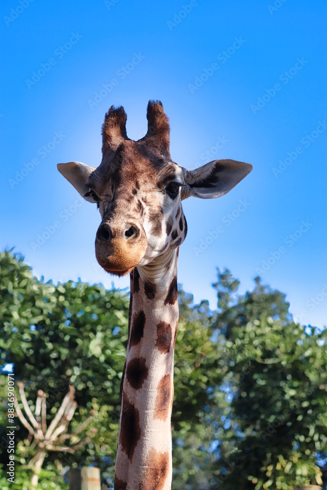 Obraz premium African Safari