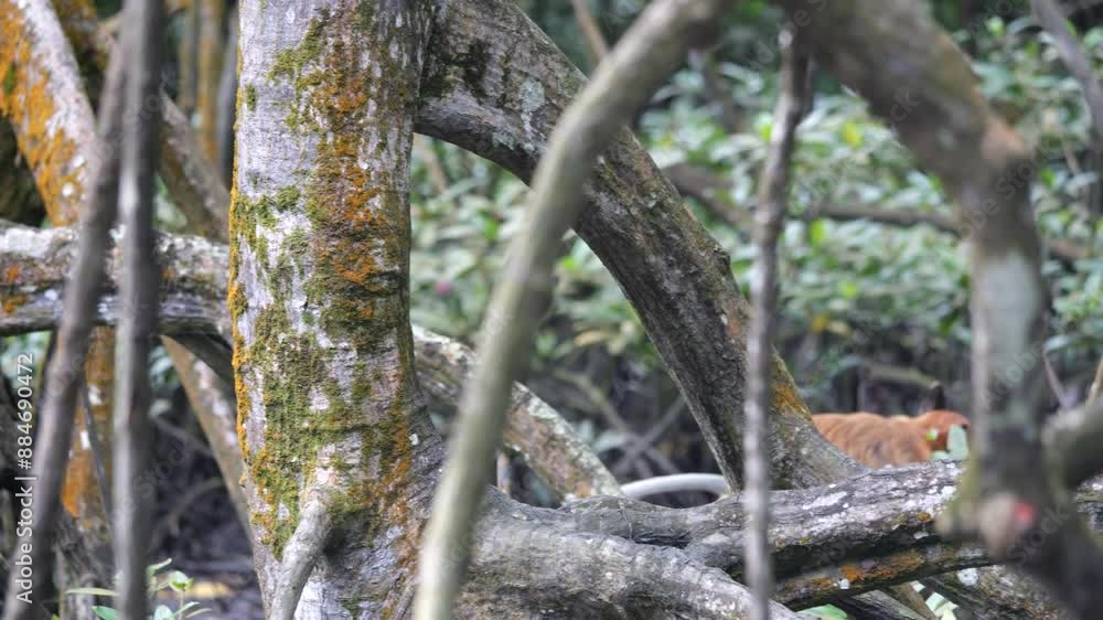 Selective focus proboscis monkey in the wild, sitting on tree, at mangrove forest at Tarakan, Indonesia. Proboscis monkey foraging at mangrove forest. Wild nature stock footage. Selective focus proboscis monkey in the wild, sitting on tree, at mangrove forest at Tarakan, Indonesia. Proboscis monkey foraging at mangrove forest. Wild nature stock footage.