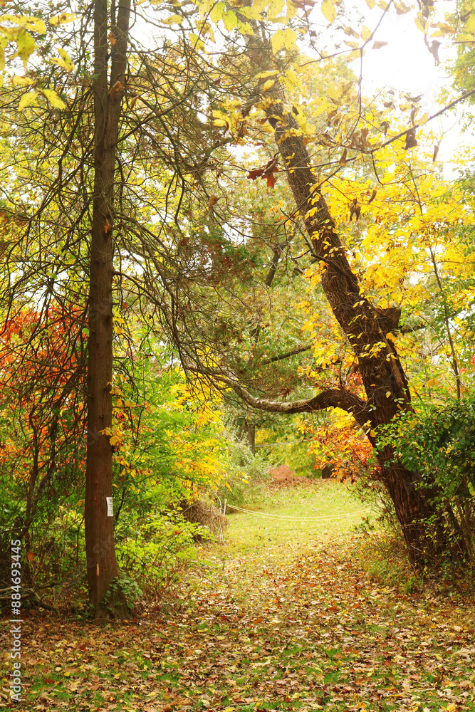 Fototapeta premium Forest Entry