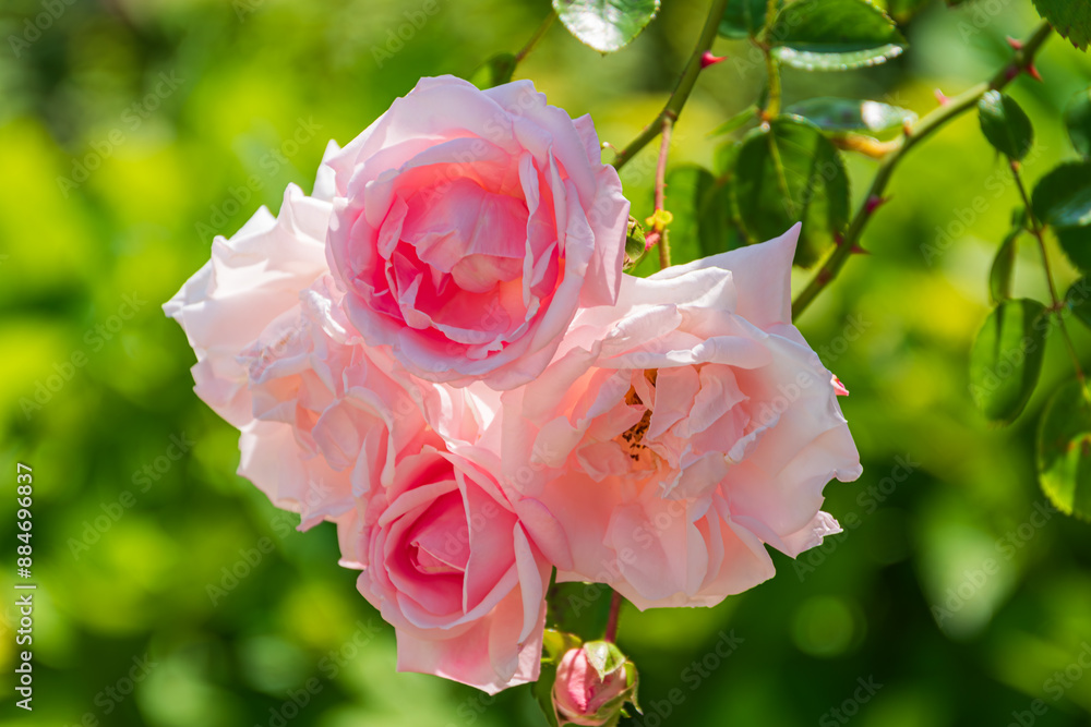 Obraz premium 薔薇アップ