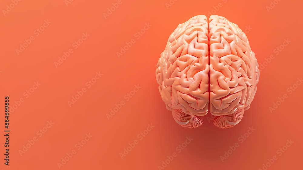 Brain top view Brain top view
