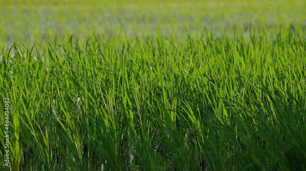 Green paddy field, rice farming Green paddy field, rice farming