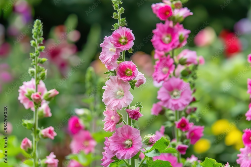 Hollyhocks stand tall with their towering spikes of colorful blossoms, adding vertical interest to garden borders Hollyhocks stand tall with their towering spikes of colorful blossoms, adding vertical interest to garden borders