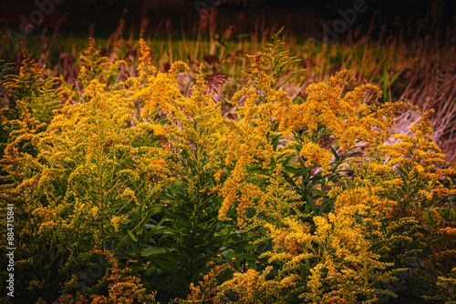 Ambrosia, ragweed (goldenrod) is a genus of perennial strong allergenic grasses. Meadow on a sunny summer day. photo