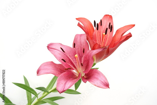 Beautiful Red Lilly blooming flower isolated on whit background