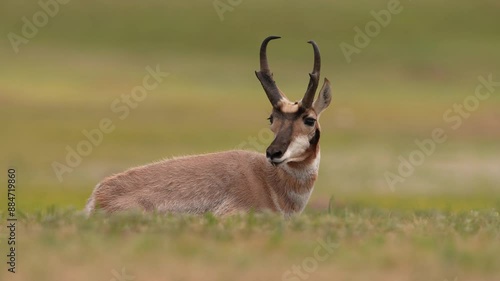 Pronghorn Antelope (Antilocapra americana) buck resting on a South Dakota grass prairie, slow-motion, 1/2 natural speed