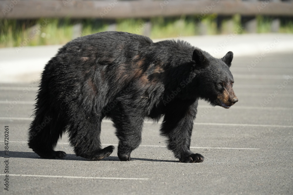 Fototapeta premium Black bear in parking lot