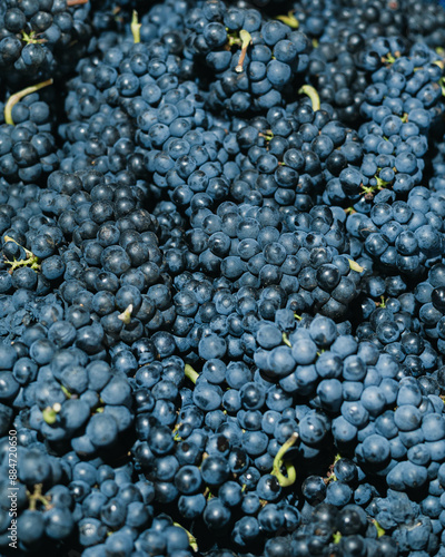 Cabernet Sauvignon grapes with highlight