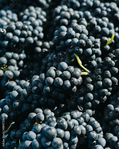 Cabernet Sauvignon grapes with highlight
