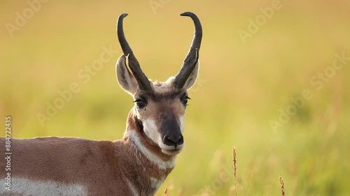 Pronghorn Antelope (Antilocapra americana) buck alertly watching, slow-motion, 1/2 natural speed