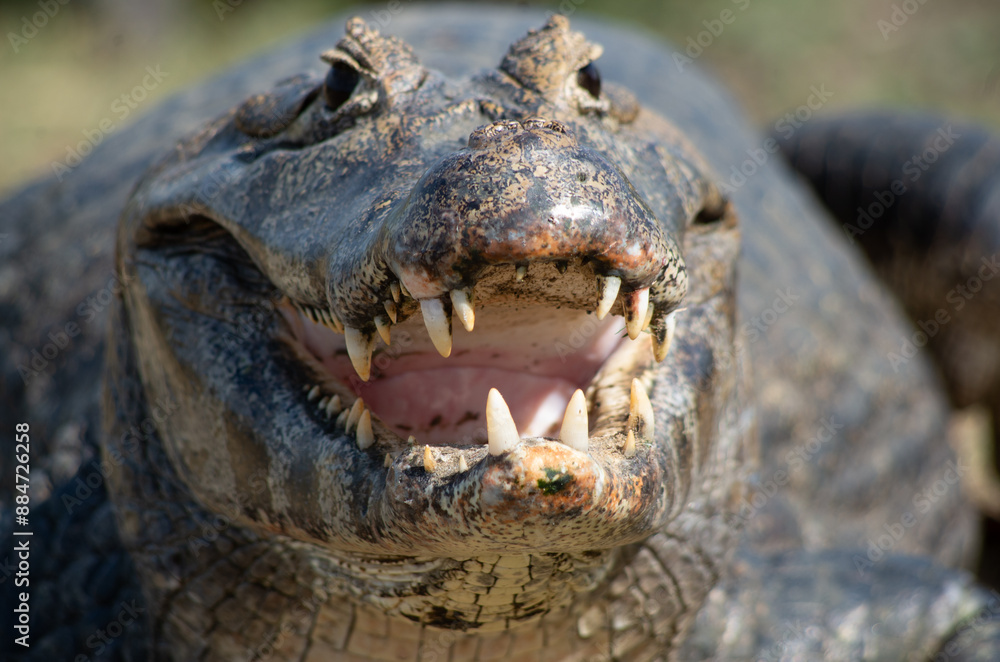 Obraz premium Brazilian Alligator