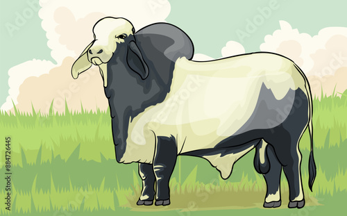 A superior bull Brahman cow is grazing in a green pasture