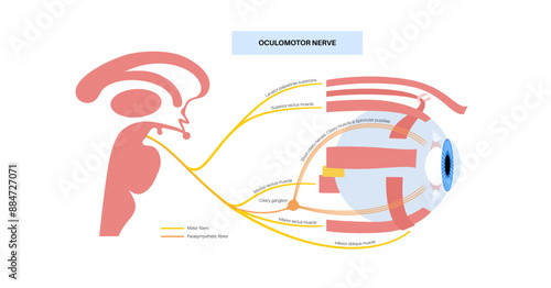 Oculomotor nerve poster