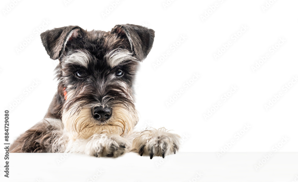 Miniature schnauzer puppy peeking out from behind a poster with copy space isolated Miniature schnauzer puppy peeking out from behind a poster with copy space isolated