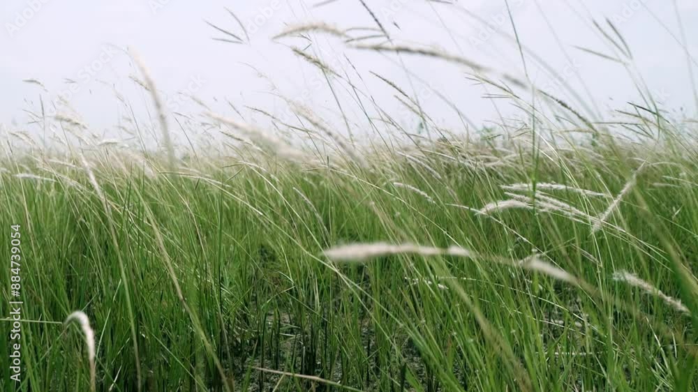 Retreating slow motion shot of cogon grass, Imperata cylindrica, a tropical grass that is found in grasslands, meadows, pastures, and swampy habitats. Retreating slow motion shot of cogon grass, Imperata cylindrica, a tropical grass that is found in grasslands, meadows, pastures, and swampy habitats.