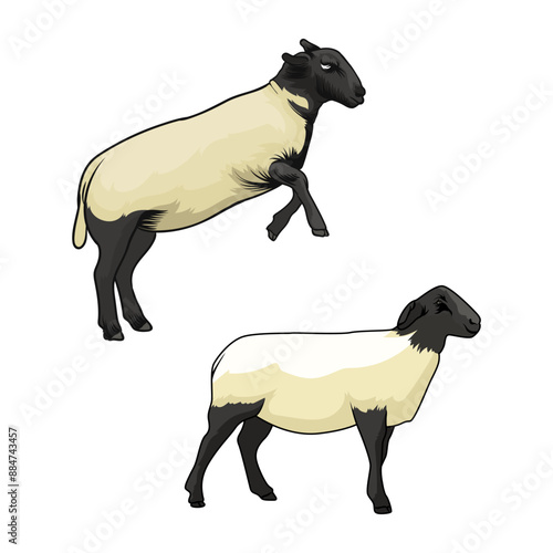 Sheep vector illustration material Suffolk